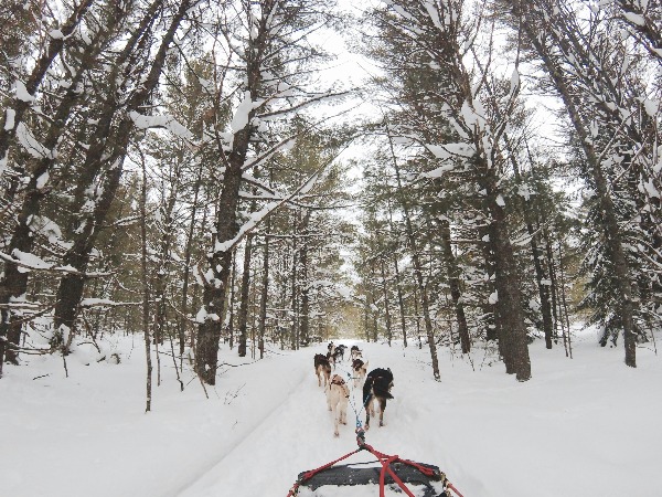 Dog sledding blog