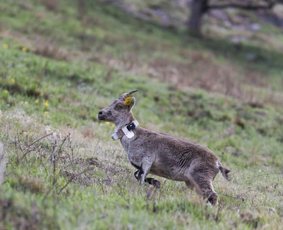 The return of the ibex in the Pyrenees