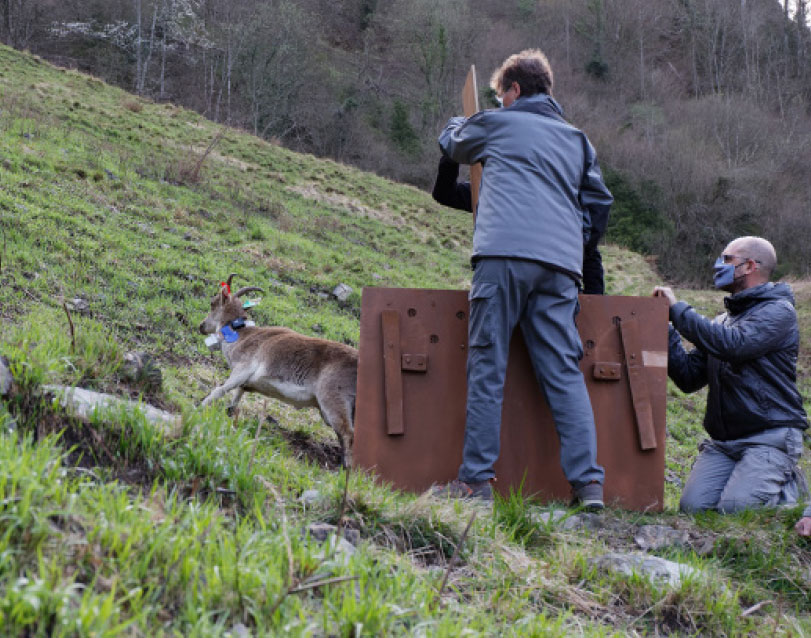 Bouquetin réintroduit dans les Pyrénées
