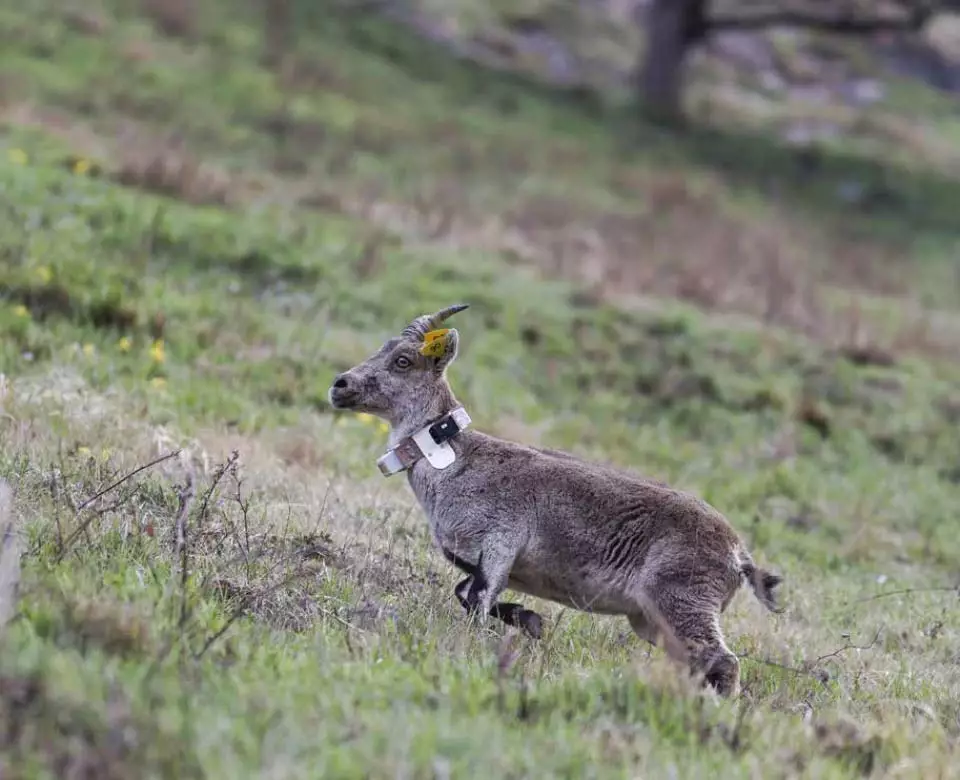 Le retour du bouquetin dans les Pyrénées