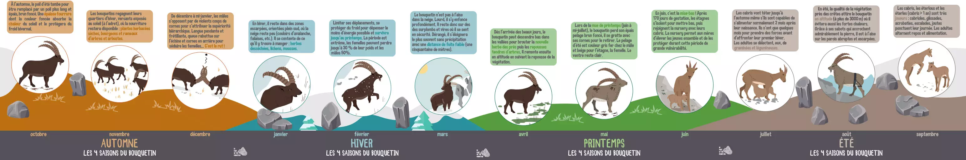 Frise en HD 4 saisons du bouquetin du parc national Vanoise