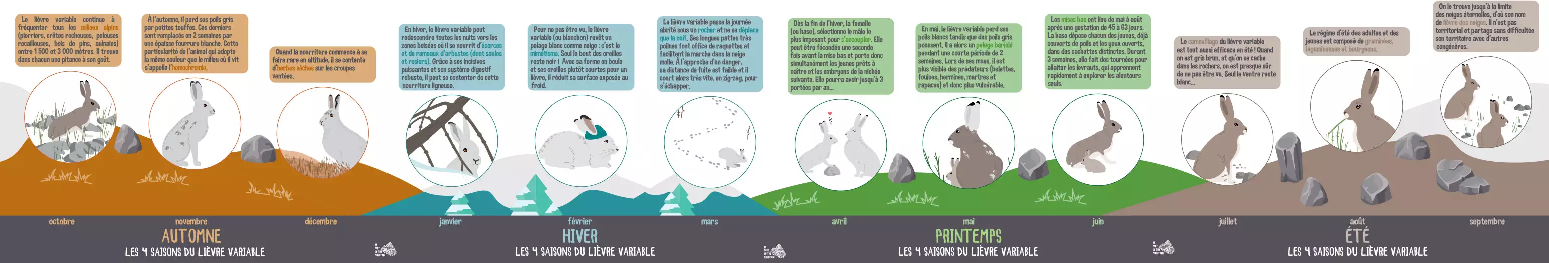 Frise en HD 4 saisons du lièvre du parc national Vanoise