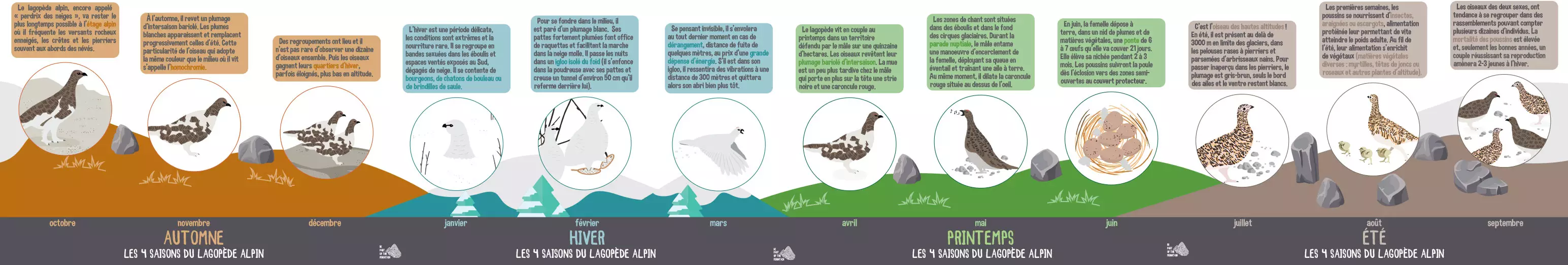 Frieze in HD 4 seasons of the ptarmigan of the Vanoise national park