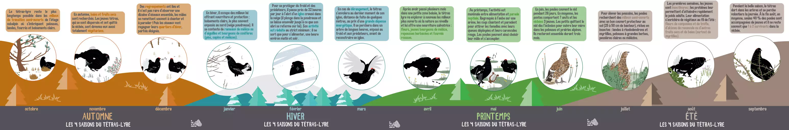 Frieze in HD 4 seasons of the black grouse of the Vanoise national park