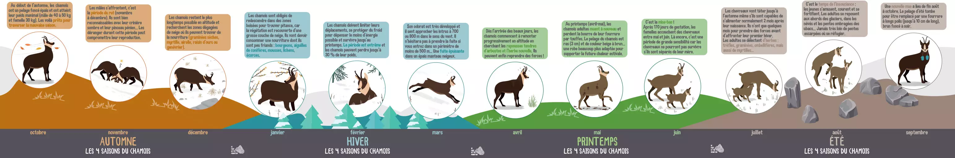 Frieze in HD 4 seasons of the chamois of the Vanoise national park